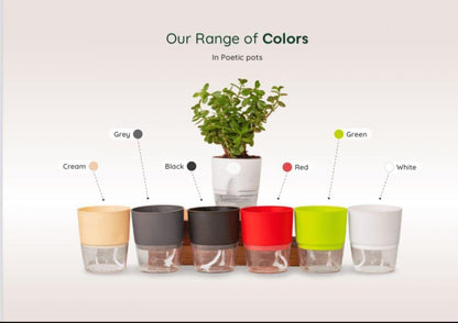 Poetic Self-Watering Plant Pot